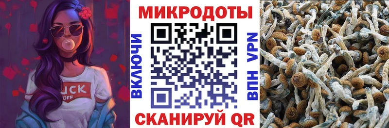 Купить где  Сясьстрой  Галлюциногенные грибы Cubensis 